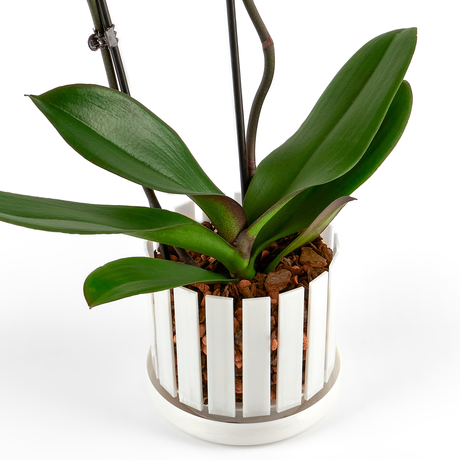 Orchideentopf orchitop-II Taille S incl dessous de verre et orchidées substrat